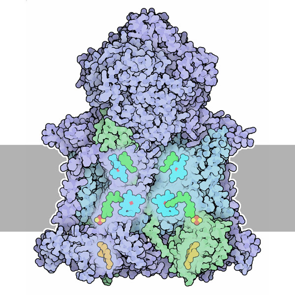 Mitochondrial cytochrome bc1. The membrane is shown schematically in gray.