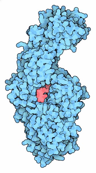 Bacterial glucansucrase with a short glucan chain (red).