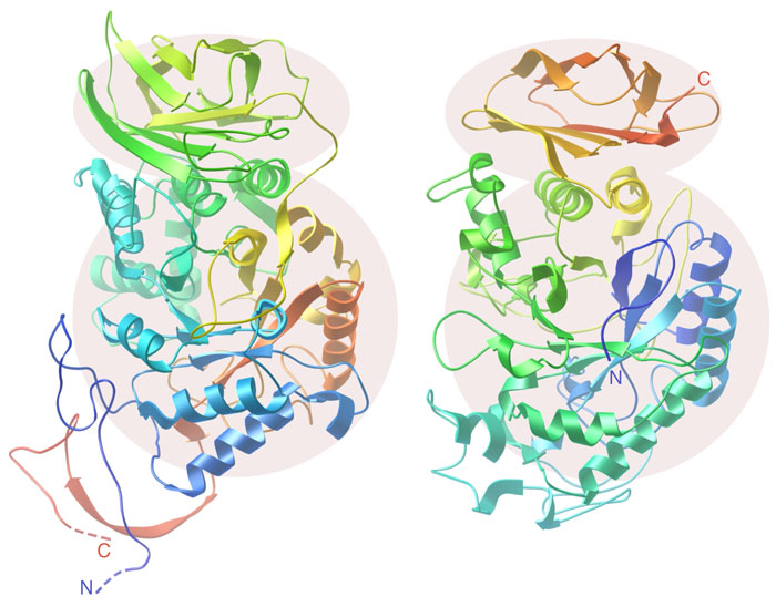Chain fold and domain structure of glucansucrase (left) and alpha-amylase (right).