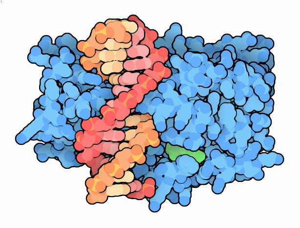 Bacterial DNA methyltransferase HhaI bound to a short piece of DNA.