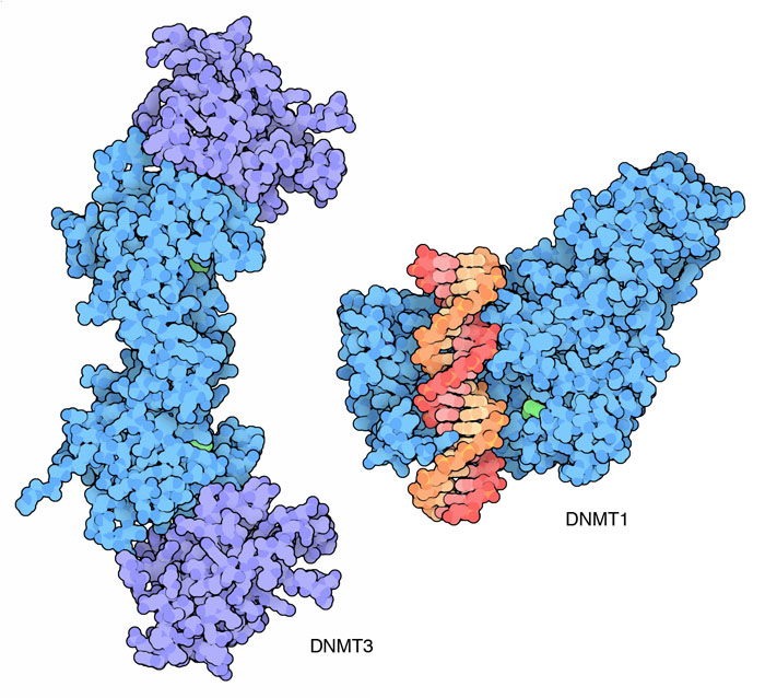 DNA methyltransferase 3a and its regulatory factor (left) and DNA methyltransferase 1 bound to a short piece of DNA (right).