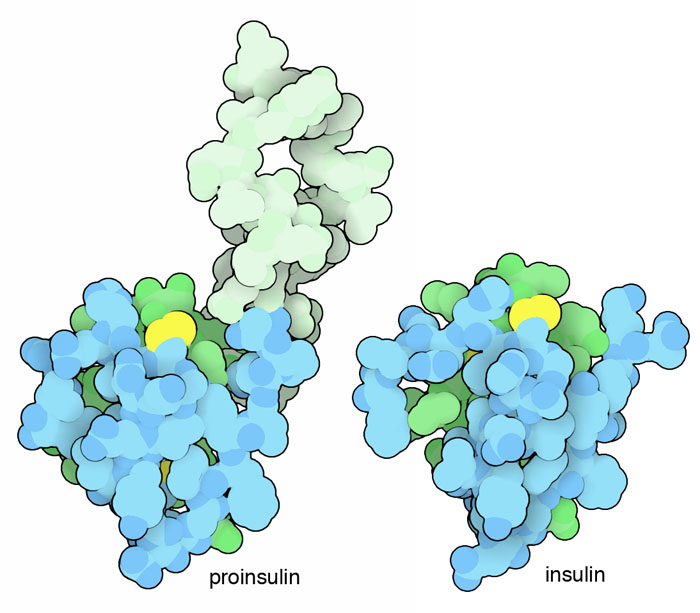 Insulin and proinsulin, with A-chain in green, B-chain in blue and disulfide linkages in yellow.