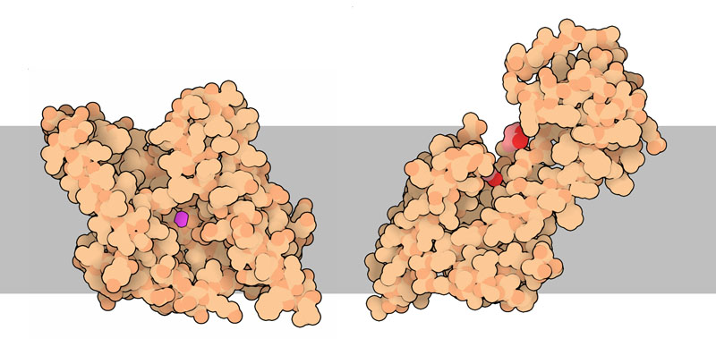 Site-2 protease (left) and preflagellin peptidase FlaK (right).