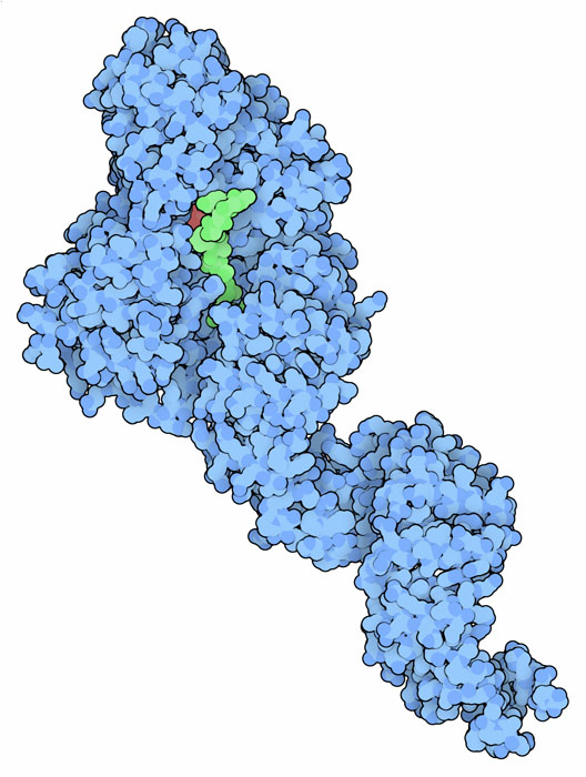 Human O-Glc-Nac transferase bound to a small peptide from casein kinase (green).