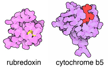 Rubredoxin and cytochrome b5 were some of the first structures in the PDB.