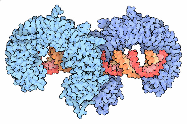 Extracellular domains of toll-like receptor 3 bound to DNA.