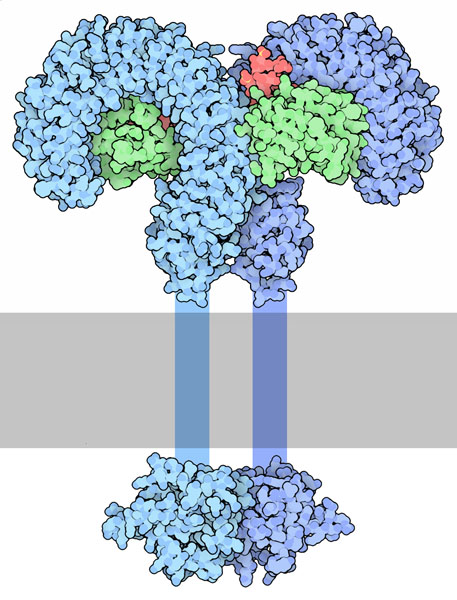 Toll-like receptor 4 (blue) bound to bacterial lipopolysaccharide (red). The portion that crosses the cell membrane is shown schematically.