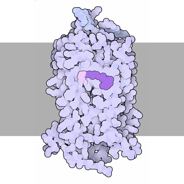 Rhodopsin, with retinal highlighted in purple and the membrane shown schematically in gray.