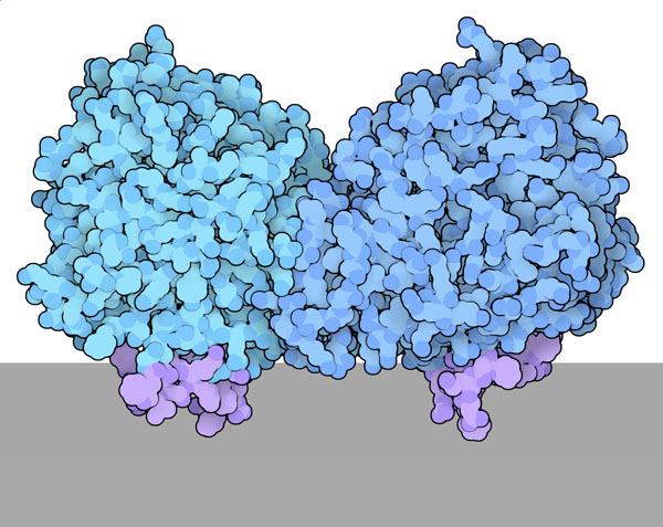 Retinoid isomerase RPE65.