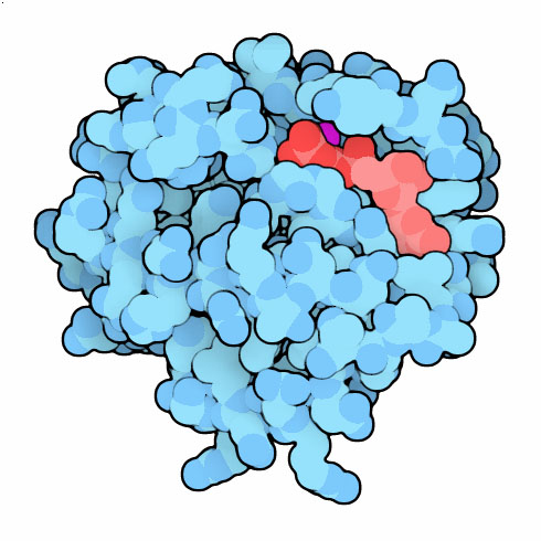 Ras protein|200