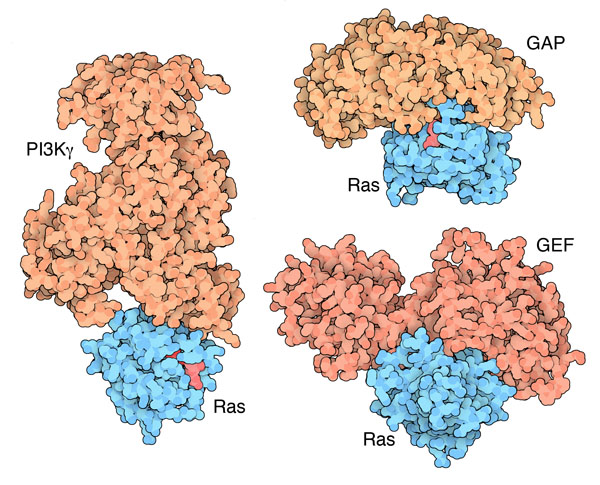 Proteins involved in ras signalling, including lipid kinase PI3Kgamma (left), a GTPase-activating protein p120GAP (top right), and guanine nucleotide exchange factor Sos-1 (bottom right).