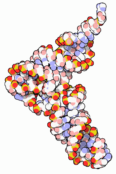 Phenylalanine transfer RNA.