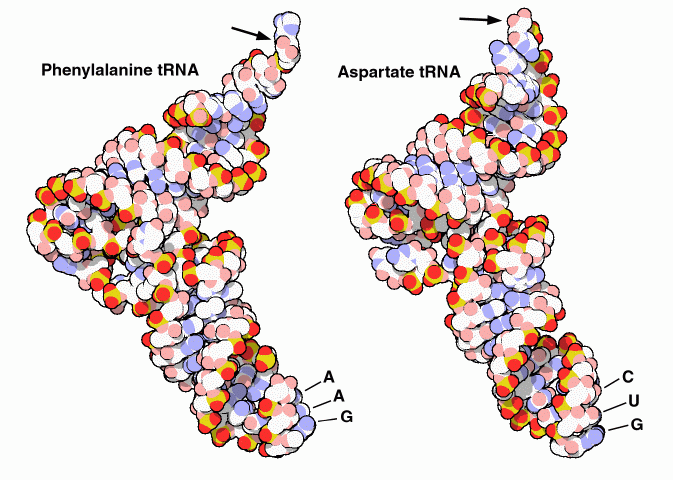 Phenyalanine and aspartate tRNA. The attached amino acids are shown with arrows and the anticodons are shown at the bottom.