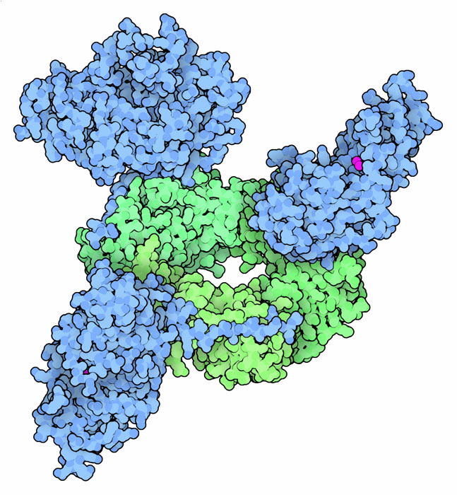 Human flap endonuclease (blue) bound to the sliding clamp PCNA (green).