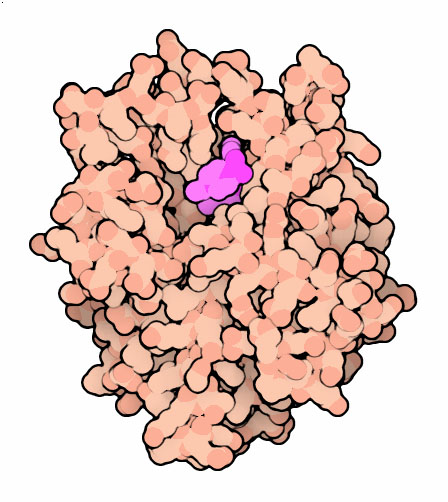 Phosphodiesterase 5A with Levitra.