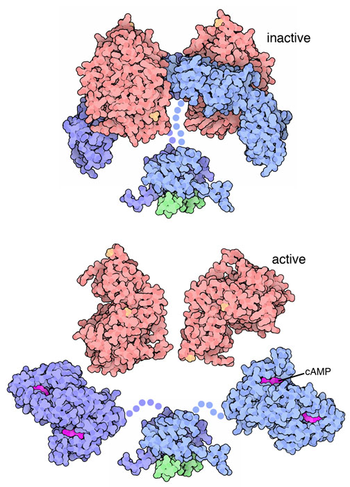 Inactive (top) and active (bottom) forms of cAMP-dependent protein kinase. Flexible portions of the protein are shown schematically with dots.