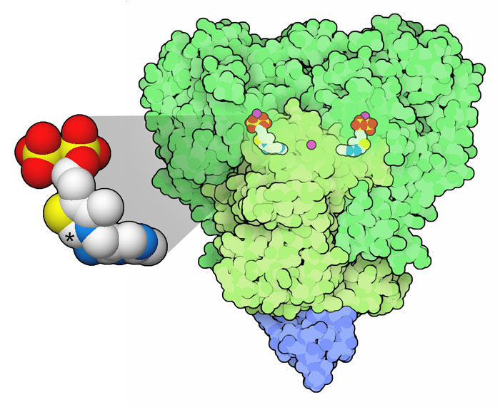 E1 subunit of pyruvate dehydrogenase (right) and thiamine pyrophosphate (left).