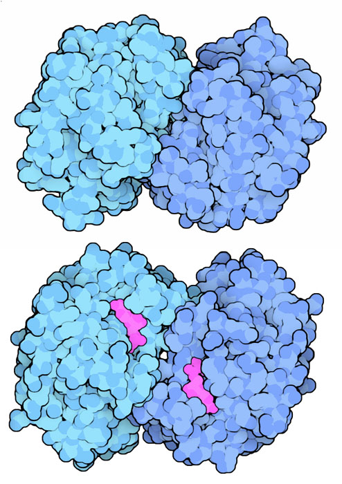 Malate dehydrogenase from mitochondria (top) and cytoplasm (bottom).