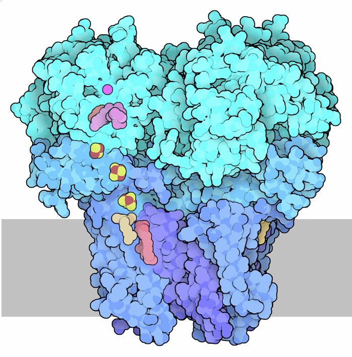 Succinate dehydrogenase, with the membrane shown schematically in gray.