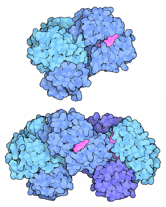 Succinyl-CoA synthetase from mitochondria (top) and bacteria (bottom).