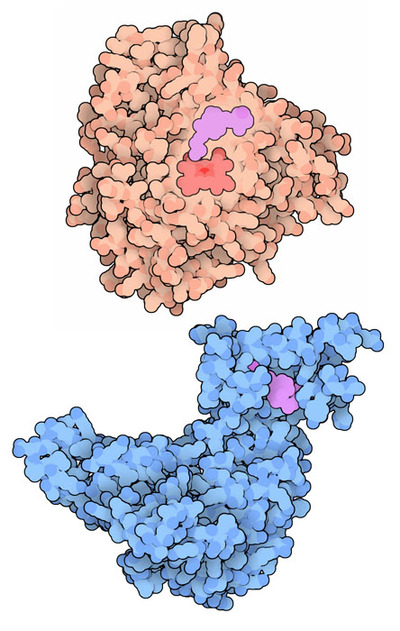 Cytochrome P450 2R1 (top) and vitamin D binding protein (bottom).