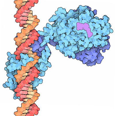 Vitamin D receptor bound to DNA, with vitamin D shown in magenta.
