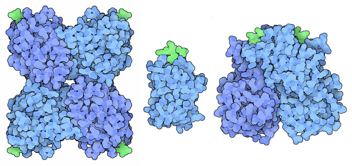Carbohydrate-binding proteins from several different organisms, with sugar chains shown in green.