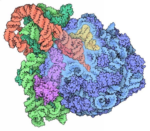 Transfer-messenger RNA (red) bound to a ribosome (blue and green) with elongation factor G (magenta) and a transfer RNA (yellow).