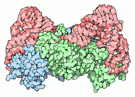 Aspartyl-tRNA synthetase (blue and green) bound to tRNA (red).