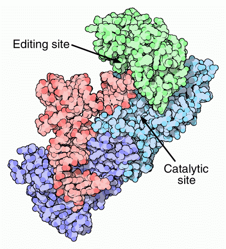 Catalytic and editing sites of isoleucyl-tRNA synthetase.