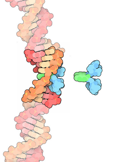 Actinomycin intercalates between the bases in a DNA helix.