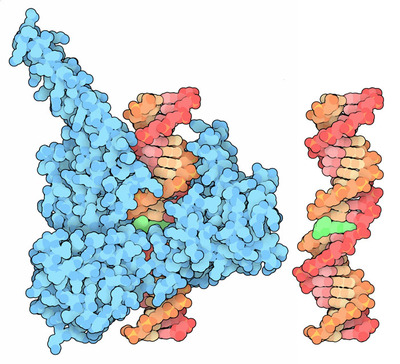 Actinomycin (green) inhibiting a DNA topoisomerase (blue).