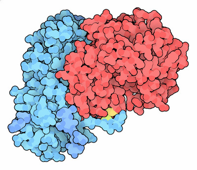 Ricin with cell-targeting B chain in blue and the toxic A chain in red.