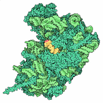 Large subunit of the ribosome, showing the site attacked by ricin in red.