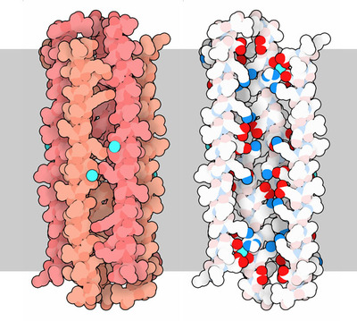 Dermicidin, colored by subunit (left) and by atom type (right).