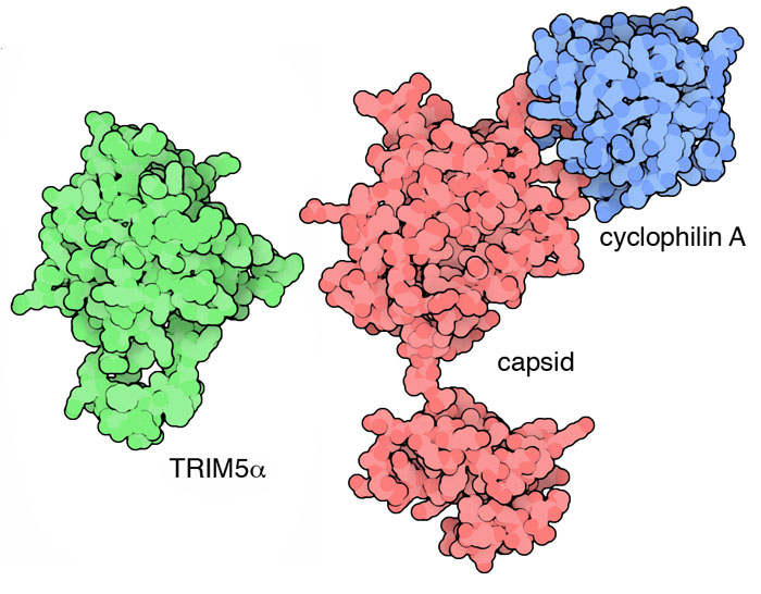 Cellular proteins that bind to HIV capsid protein.