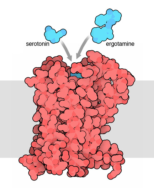 Serotonin receptor with an antimigraine drug. The membrane is shown schematically in gray.