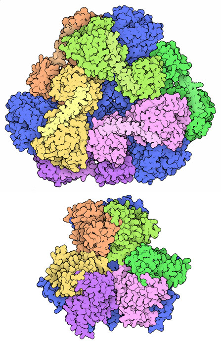 Two proteins engineered to form a cage structure.