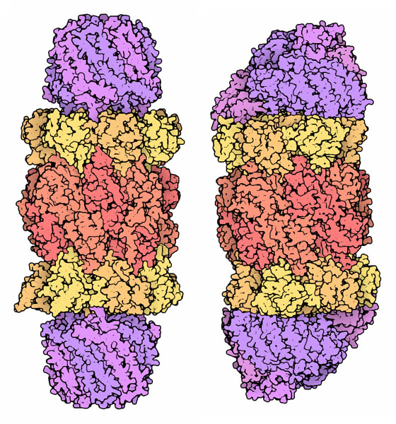 Proteasomes with two different activator caps.