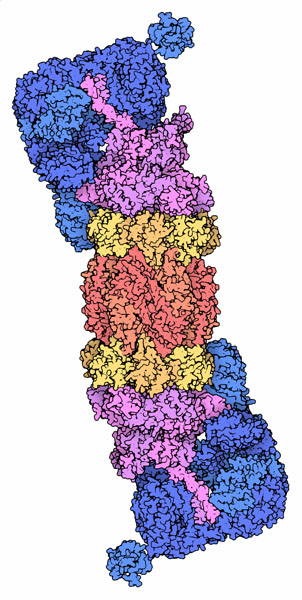 Structure of the yeast proteasome solved by hybrid methods.