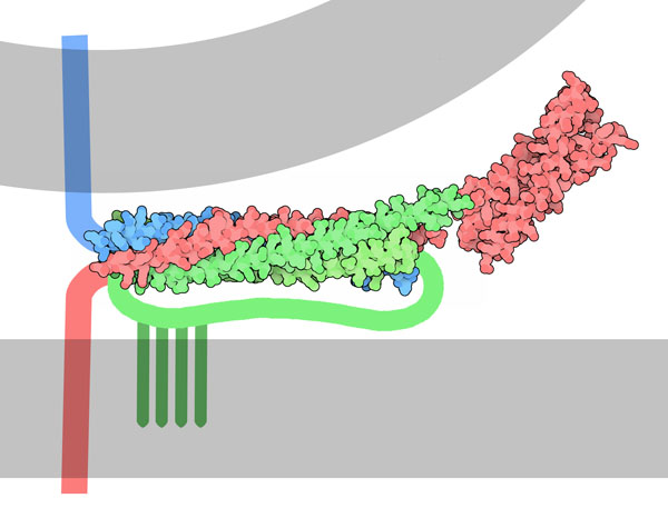 SNARE protein complex in the process of fusing two membranes. The membrane-spanning portions and a large loop in SNAP-25, which are not included in the PDB entry, are shown schematically.