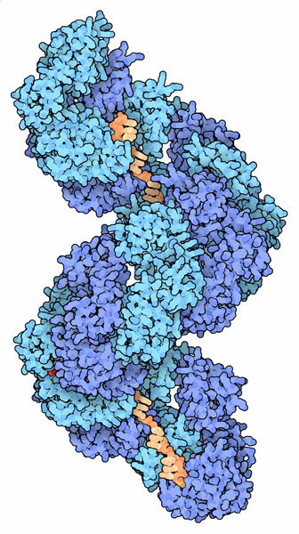 DnaA proteins wrapped around a single strand of DNA (orange).