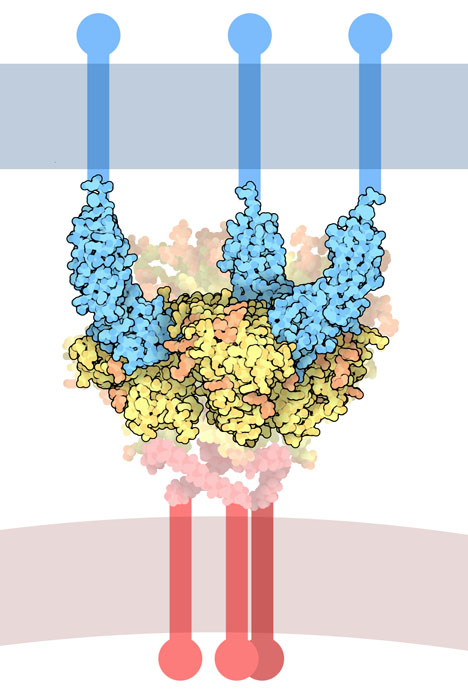HIV envelope glycoprotein (bottom) recognizing CD4 proteins on a target cell (top).