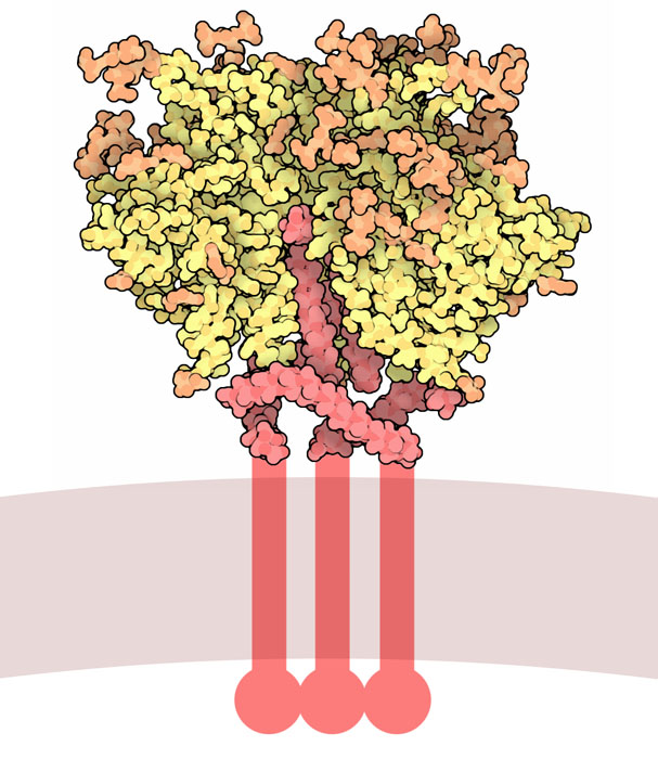HIV envelope glycoprotein, with the membrane-spanning portion shown schematically at the bottom.