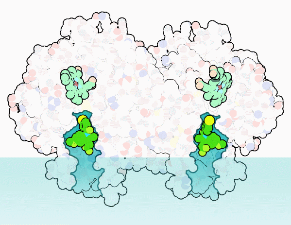 Cyclooxygenase, showing the entry into the active site from the membrane (blue at the bottom). The drug indomethacin is bound in the active site.