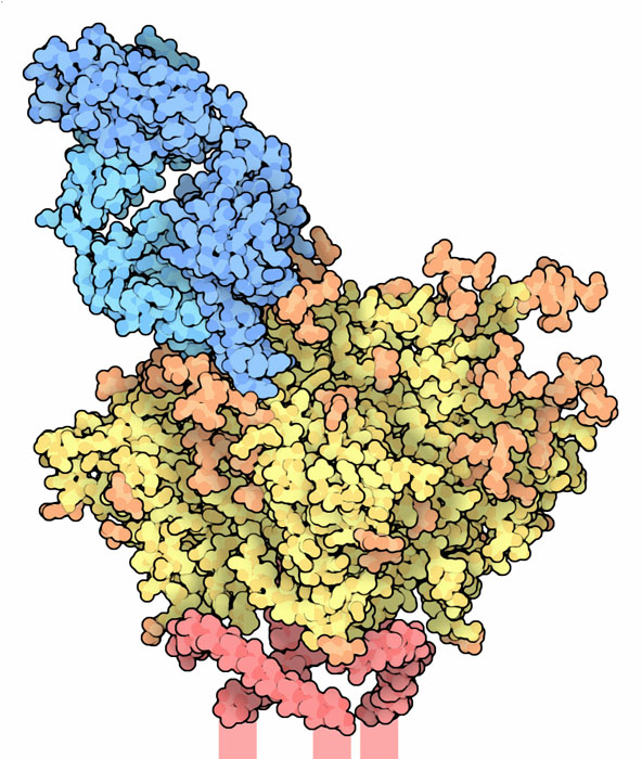 The Fab portion of a broadly-neutralizing antibody (blue) bound to HIV envelope glycoprotein (yellow, orange, and red).