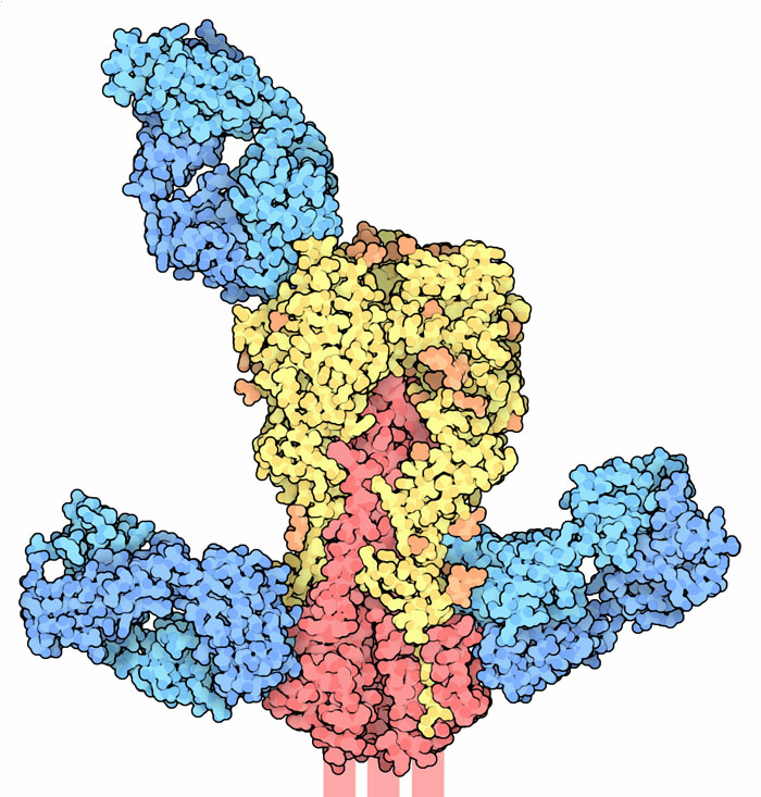 Fab portions of three broadly-neutralizing antibodies (blue) bound to influenza hemagglutinin (yellow, orange, and red).