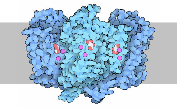 Bacterial aspartate transporter with aspartate (white and red) and sodium ions (magenta).
