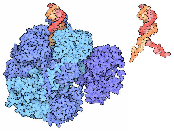 RecBCD complex (blue) unwinding DNA (orange and red) and preparing it for recombination.