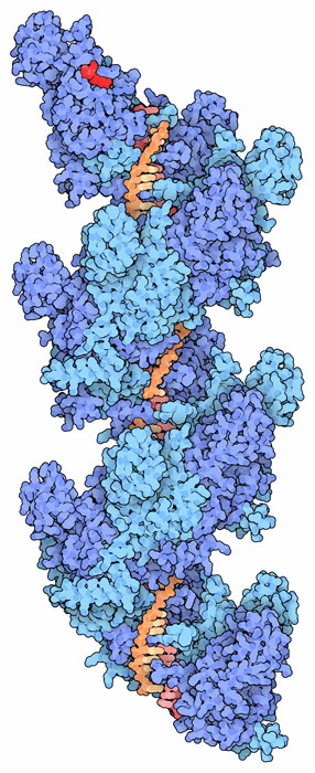 RecA protein (blue) wrapped around two strands of DNA (orange and pink). An analogue of ATP is shown in bright red.